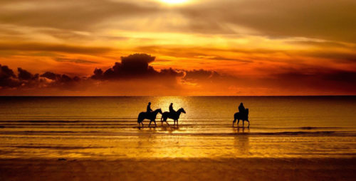 horse